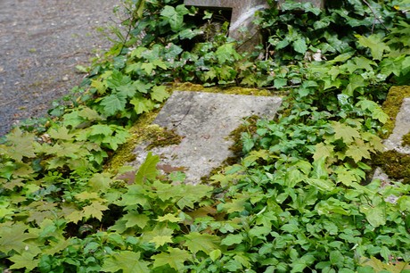 Bad Godesberg